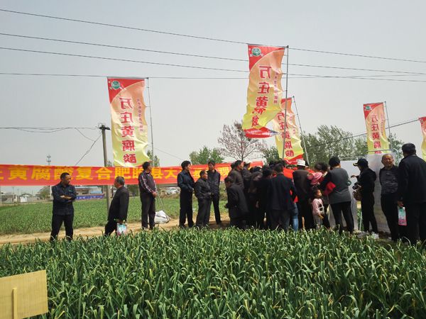 培肥养地夺高产 不妨试试黄腐酸 ——午夜理论片新肥科技有限公司河南睢县大蒜观摩会